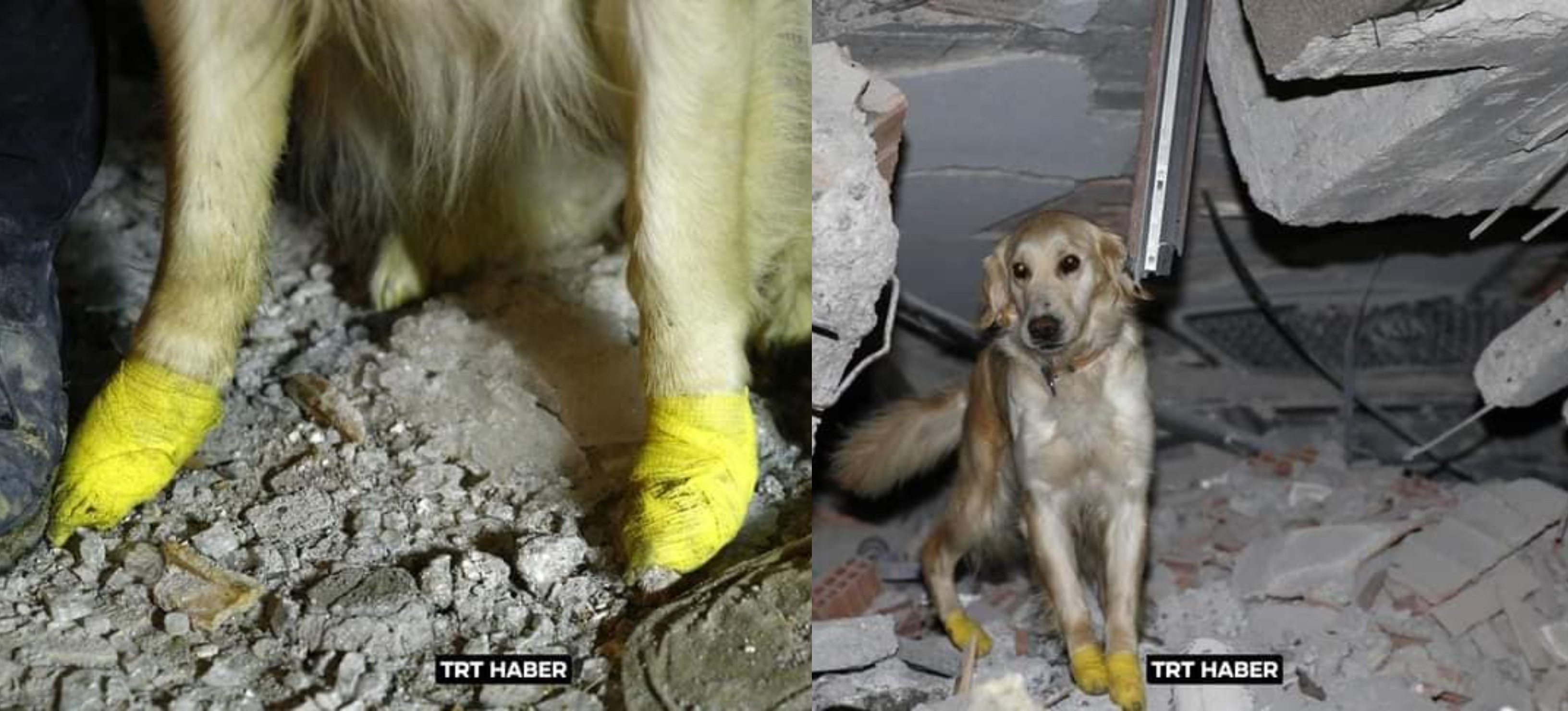 მაშველი ძაღლი, რომელმაც 5 ადამიანი გადაარჩინა, თათების დაზიანების მიუხედავად მუშაობას განაგრძობს (ფოტოები)